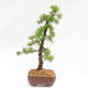 Venkovní bonsai -Larix decidua - Modřín opadavý  - Pouze paletová přeprava - 4/4