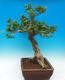 Pokojová bonsai - Muraya paniculata - 4/6