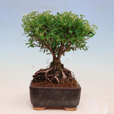 Venkovní bonsai -malolistý tavolník - Spiraea japonica MAXIM - 4