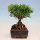 Venkovní bonsai -malolistý tavolník - Spiraea japonica MAXIM - 4/4