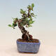 Venkovní bonsai-Cotoneaster horizontalis - Skalník - 4/4