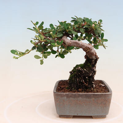 Venkovní bonsai-Cotoneaster horizontalis - Skalník - 4