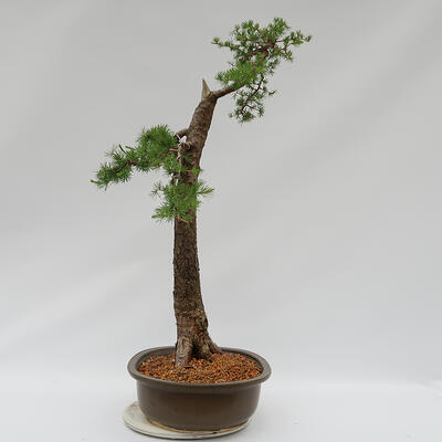 Venkovní bonsai -Larix decidua - Modřín opadavý  - Pouze paletová přeprava - 4