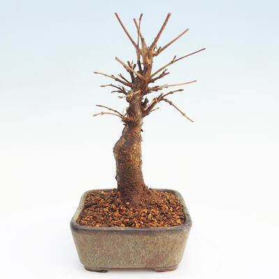 Venkovní bonsai - Javor Buergerianum - Javor Burgerův - 4