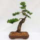 Venkovní bonsai -Larix decidua - Modřín opadavý  - Pouze paletová přeprava - 4/4