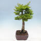 Venkovní bonsai -Javor dlanitolistý Acer palmatum Shishigashira - 4/6