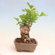 Venkovní bonsai - Jinan dvoulaločný - Ginkgo biloba - 4/4