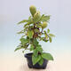 Venkovní  bonsai -  Pseudocydonia sinensis - Kdouloň čínská - 4/6
