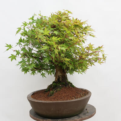 Venkovní bonsai - Javor dlanitolistý - Acer palmatum - POUZE PALETOVÁ PŘEPRAVA - 4