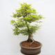 Venkovní bonsai - Javor dlanitolistý - Acer palmatum - POUZE PALETOVÁ PŘEPRAVA - 4/5