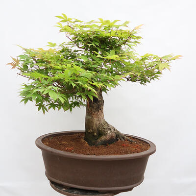 Venkovní bonsai - Javor dlanitolistý - Acer palmatum - POUZE PALETOVÁ PŘEPRAVA - 4