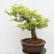 Venkovní bonsai - Javor dlanitolistý - Acer palmatum - POUZE PALETOVÁ PŘEPRAVA - 4/5