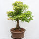 Venkovní bonsai - Javor dlanitolistý - Acer palmatum  - POUZE PALETOVÁ PŘEPRAVA - 4/5