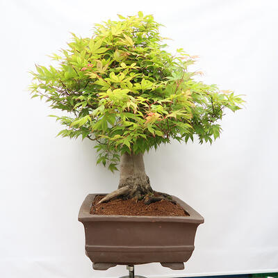 Venkovní bonsai - Javor dlanitolistý - Acer palmatum  - POUZE PALETOVÁ PŘEPRAVA - 4
