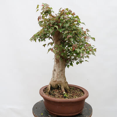 Venkovní bonsai - Javor Burgerův - Acer Burgerianum - POUZE PALETOVÁ PŘEPRAVA - 4
