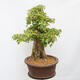 Venkovní bonsai - Javor Burgerův - Acer Burgerianum - POUZE PALETOVÁ PŘEPRAVA - 4/4
