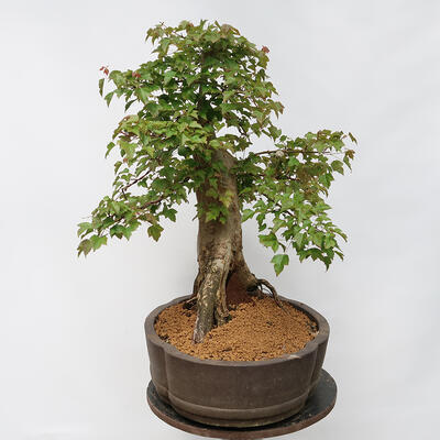 Venkovní bonsai - Javor Burgerův - Acer Burgerianum - POUZE PALETOVÁ PŘEPRAVA - 4