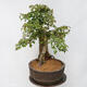 Venkovní bonsai - Javor Burgerův - Acer Burgerianum - POUZE PALETOVÁ PŘEPRAVA - 4/5