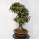 Venkovní bonsai - Javor Burgerův - Acer Burgerianum - POUZE PALETOVÁ PŘEPRAVA - 4/5