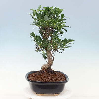 Pokojová bonsai - Ficus kimmen -  malolistý fíkus - 4