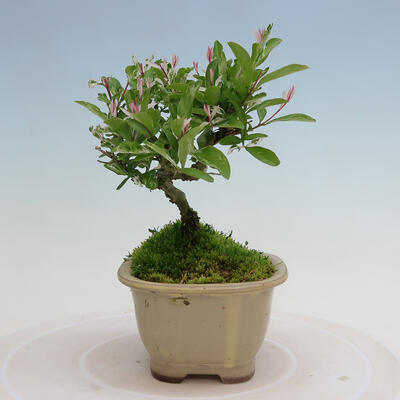 Venkovní bonsai - Ligustrum obtusifolium - Ptačí zob tupolistý - 4