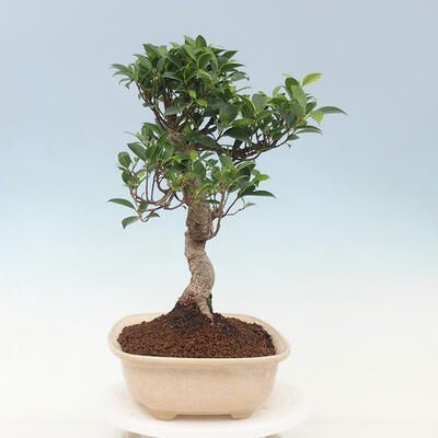 Pokojová bonsai - Ficus kimmen -  malolistý fíkus - 4