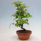 Venkovní  bonsai -  Pseudocydonia sinensis - Kdouloň čínská - 4/5