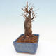 Venkovní bonsai - Javor Buergerianum - Javor Burgerův - 4/5