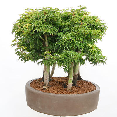 Venkovní bonsai - Acer palmatum SHISHIGASHIRA- Javor malolistý-lesík - 4