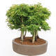 Venkovní bonsai - Acer palmatum SHISHIGASHIRA- Javor malolistý-lesík - 4/4