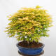 Venkovní bonsai - Acer palmatum Aureum - Javor dlanitolistý zlatý-lesík - 4/4