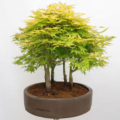 Venkovní bonsai - Acer palmatum Aureum - Javor dlanitolistý zlatý-lesík - 4