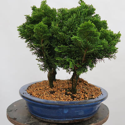 Venkovní bonsai - Cham.pis obtusa Nana Gracilis - Cypřišek-lesík - 4