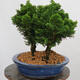 Venkovní bonsai - Cham.pis obtusa Nana Gracilis - Cypřišek-lesík - 4/4