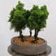 Venkovní bonsai - Cham.pis obtusa Nana Gracilis - Cypřišek-lesík - 4/4