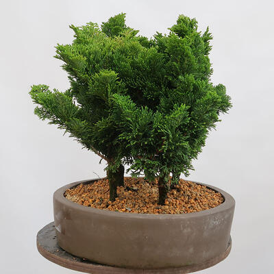 Venkovní bonsai - Cham.pis obtusa Nana Gracilis - Cypřišek-lesík - 4