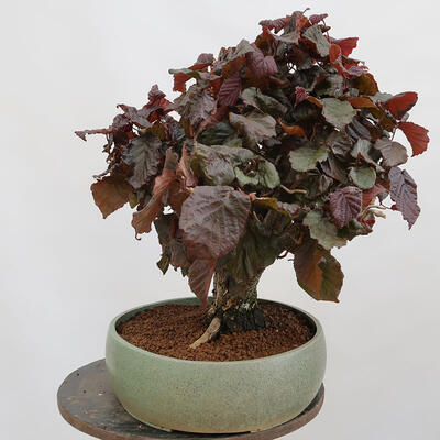 Venkovní bonsai - Corylus Avellana Red Majestic - Líska obecná - 4
