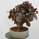 Venkovní bonsai - Corylus Avellana Red Majestic - Líska obecná - 4/4