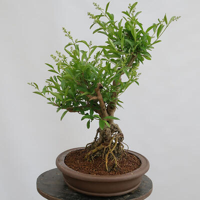 Venkovní bonsai - Ligustrum vulgare - Ptačí zob - 4