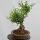 Venkovní bonsai - Ligustrum vulgare - Ptačí zob - 4/4