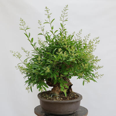 Venkovní bonsai - Ligustrum vulgare - Ptačí zob - 4