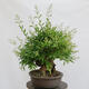 Venkovní bonsai - Ligustrum vulgare - Ptačí zob - 4/4