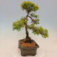 Venkovní bonsai - Juniperus chinensis plumosa aurea - Jalovec čínský zlatý - 4/4