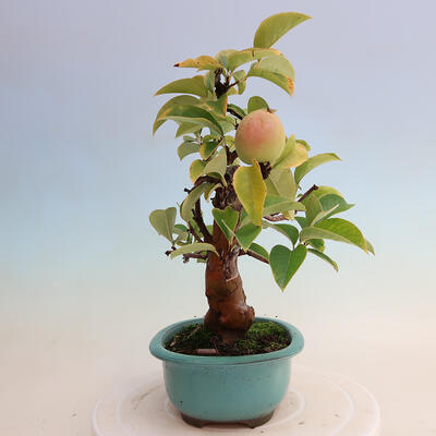 Venkovní  bonsai -  Pseudocydonia sinensis - Kdouloň čínská - 4