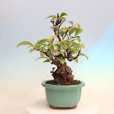 Venkovní  bonsai -  Pseudocydonia sinensis - Kdouloň čínská - 4