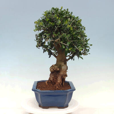 Izbová bonsai - Olea europaea sylvestris -Oliva evropská drobnolistá - 4