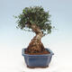 Izbová bonsai - Olea europaea sylvestris -Oliva evropská drobnolistá - 4/6