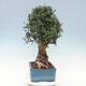 Pokojová bonsai - Olea europaea sylvestris -Oliva evropská drobnolistá - 4/6