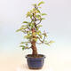 Venkovní  bonsai -  Pseudocydonia sinensis - Kdouloň čínská - 4/6