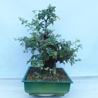 Venkovní bonsai - Hloh jednosemenný - Crataegus monogyna - 4